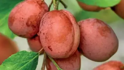 Prunus domestica 'Victoria' (Pruim) fruitplant 230cm - afbeelding 4