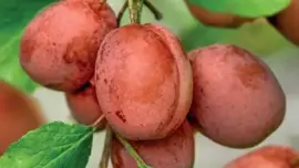 Prunus domestica 'Victoria' (Pruim) fruitplant 230cm - afbeelding 4