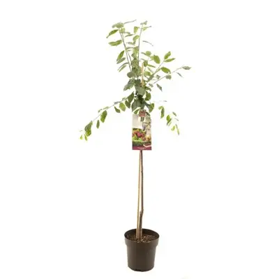 Prunus domestica 'Victoria' (Pruim) fruitplant 230cm - afbeelding 1