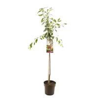 Prunus domestica 'Victoria' (Pruim) fruitplant 230cm - afbeelding 1