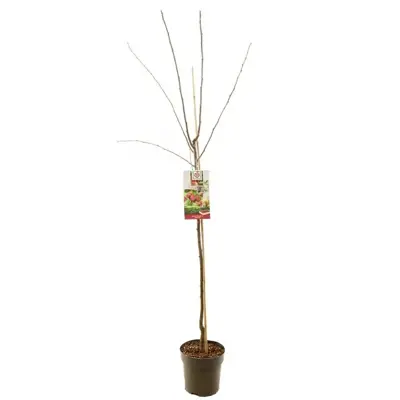 Prunus domestica 'Victoria' (Pruim) fruitplant 230cm - afbeelding 2