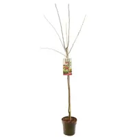 Prunus domestica 'Victoria' (Pruim) fruitplant 230cm - afbeelding 2