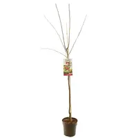 Prunus domestica 'Victoria' (Pruim) fruitplant 230cm - afbeelding 2