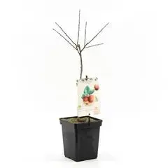 Prunus domestica 'Victoria' (Pruim) fruitplant 90cm - afbeelding 1