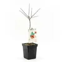 Prunus domestica 'Victoria' (Pruim) fruitplant 90cm - afbeelding 1
