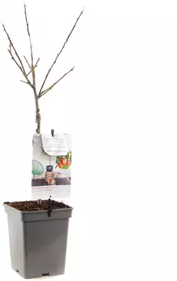 Prunus domestica 'Victoria' (Pruim) fruitplant 90cm - afbeelding 3