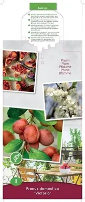 Prunus domestica 'Victoria' (Pruim) fruitplant 90cm - afbeelding 3