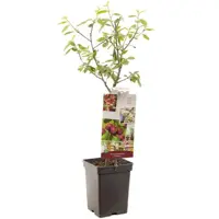 Prunus domestica 'Victoria' (Pruim) fruitplant 90cm - afbeelding 1