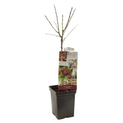 Prunus domestica 'Victoria' (Pruim) fruitplant 90cm - afbeelding 2