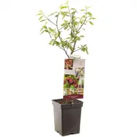 Prunus domestica 'Victoria' (Pruim) fruitplant 90cm - afbeelding 1