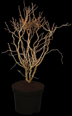 Prunus incisa 'Kojou-no-mai' (Chinese dwerg-sierkers 'Kojou-no-mai') - afbeelding 1