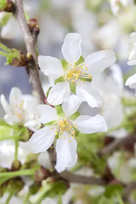 Prunus incisa 'Kojou-no-mai' (Chinese dwerg-sierkers 'Kojou-no-mai') - afbeelding 3