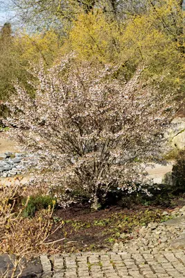 Prunus incisa 'Kojou-no-mai' (Chinese dwerg-sierkers 'Kojou-no-mai') - afbeelding 10