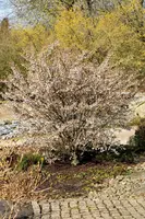 Prunus incisa 'Kojou-no-mai' (Chinese dwerg-sierkers 'Kojou-no-mai') - afbeelding 10