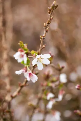 Prunus incisa 'Kojou-no-mai' (Chinese dwerg-sierkers 'Kojou-no-mai') - afbeelding 22