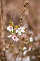 Prunus incisa 'Kojou-no-mai' (Chinese dwerg-sierkers 'Kojou-no-mai') - afbeelding 22
