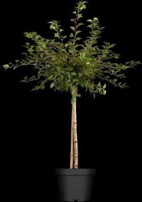 Prunus incisa 'Kojou-no-mai' (Chinese dwerg-sierkers 'Kojou-no-mai') - afbeelding 2