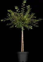 Prunus incisa 'Kojou-no-mai' (Chinese dwerg-sierkers 'Kojou-no-mai') - afbeelding 2