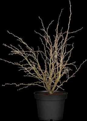 Prunus incisa 'Kojou-no-mai' (Chinese dwerg-sierkers 'Kojou-no-mai') - afbeelding 5