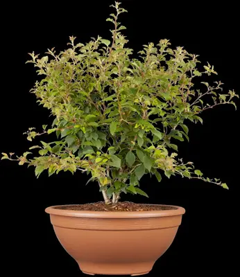 Prunus incisa 'Kojou-no-mai' (Chinese dwerg-sierkers 'Kojou-no-mai') - afbeelding 6