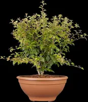 Prunus incisa 'Kojou-no-mai' (Chinese dwerg-sierkers 'Kojou-no-mai') - afbeelding 6