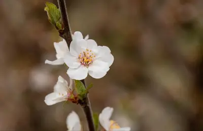 Prunus incisa 'Kojou-no-mai' (Chinese dwerg-sierkers 'Kojou-no-mai') - afbeelding 20