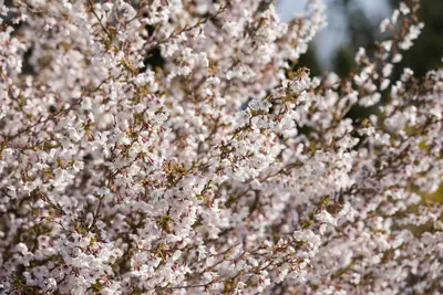 Prunus incisa 'Kojou-no-mai' (Chinese dwerg-sierkers 'Kojou-no-mai') - afbeelding 7