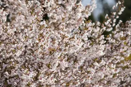 Prunus incisa 'Kojou-no-mai' (Chinese dwerg-sierkers 'Kojou-no-mai') - afbeelding 7