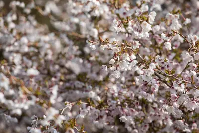 Prunus incisa 'Kojou-no-mai' (Chinese dwerg-sierkers 'Kojou-no-mai') - afbeelding 8
