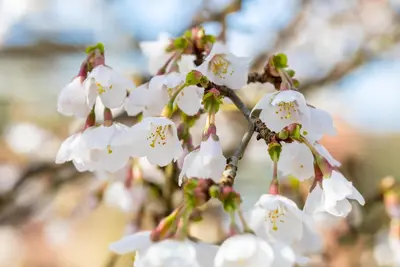 Prunus incisa 'Kojou-no-mai' (Chinese dwerg-sierkers 'Kojou-no-mai') - afbeelding 9