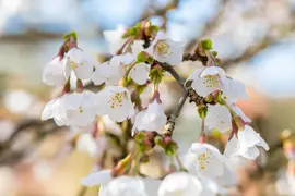 Prunus incisa 'Kojou-no-mai' (Chinese dwerg-sierkers 'Kojou-no-mai') - afbeelding 9