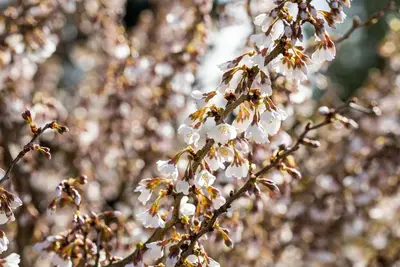Prunus incisa 'Kojou-no-mai' (Chinese dwerg-sierkers 'Kojou-no-mai') - afbeelding 11