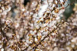 Prunus incisa 'Kojou-no-mai' (Chinese dwerg-sierkers 'Kojou-no-mai') - afbeelding 11