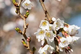 Prunus incisa 'Kojou-no-mai' (Chinese dwerg-sierkers 'Kojou-no-mai') - afbeelding 12