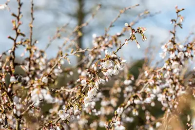 Prunus incisa 'Kojou-no-mai' (Chinese dwerg-sierkers 'Kojou-no-mai') - afbeelding 13