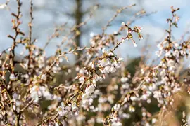 Prunus incisa 'Kojou-no-mai' (Chinese dwerg-sierkers 'Kojou-no-mai') - afbeelding 13