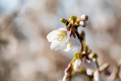 Prunus incisa 'Kojou-no-mai' (Chinese dwerg-sierkers 'Kojou-no-mai') - afbeelding 14