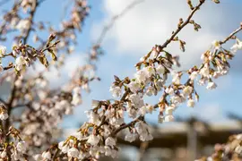 Prunus incisa 'Kojou-no-mai' (Chinese dwerg-sierkers 'Kojou-no-mai') - afbeelding 15