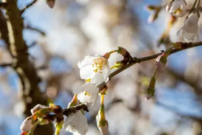 Prunus incisa 'Kojou-no-mai' (Chinese dwerg-sierkers 'Kojou-no-mai') - afbeelding 16