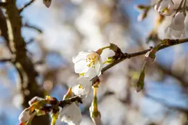 Prunus incisa 'Kojou-no-mai' (Chinese dwerg-sierkers 'Kojou-no-mai') - afbeelding 16