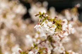 Prunus incisa 'Kojou-no-mai' (Chinese dwerg-sierkers 'Kojou-no-mai') - afbeelding 17