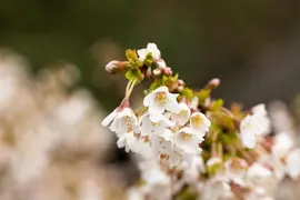 Prunus incisa 'Kojou-no-mai' (Chinese dwerg-sierkers 'Kojou-no-mai') - afbeelding 18