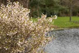 Prunus incisa 'Kojou-no-mai' (Chinese dwerg-sierkers 'Kojou-no-mai') - afbeelding 19