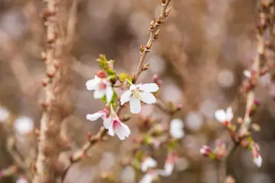 Prunus incisa 'Kojou-no-mai' (Chinese dwerg-sierkers 'Kojou-no-mai') - afbeelding 21