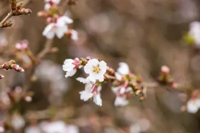 Prunus incisa 'Kojou-no-mai' (Chinese dwerg-sierkers 'Kojou-no-mai') - afbeelding 23