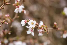 Prunus incisa 'Kojou-no-mai' (Chinese dwerg-sierkers 'Kojou-no-mai') - afbeelding 23