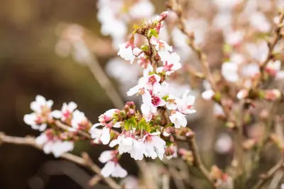 Prunus incisa 'Kojou-no-mai' (Chinese dwerg-sierkers 'Kojou-no-mai') - afbeelding 24