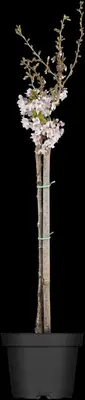 Prunus incisa 'Kojou-no-mai' (Chinese dwerg-sierkers 'Kojou-no-mai') - afbeelding 4