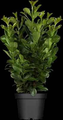 Prunus laurocerasus 'Etna'® (Laurierkers 'Etna') - afbeelding 3