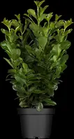 Prunus laurocerasus 'Etna'® (Laurierkers 'Etna') - afbeelding 3